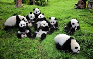 Sichuan-Wolong-National-Panda-Natural-Reserve-Chengdu